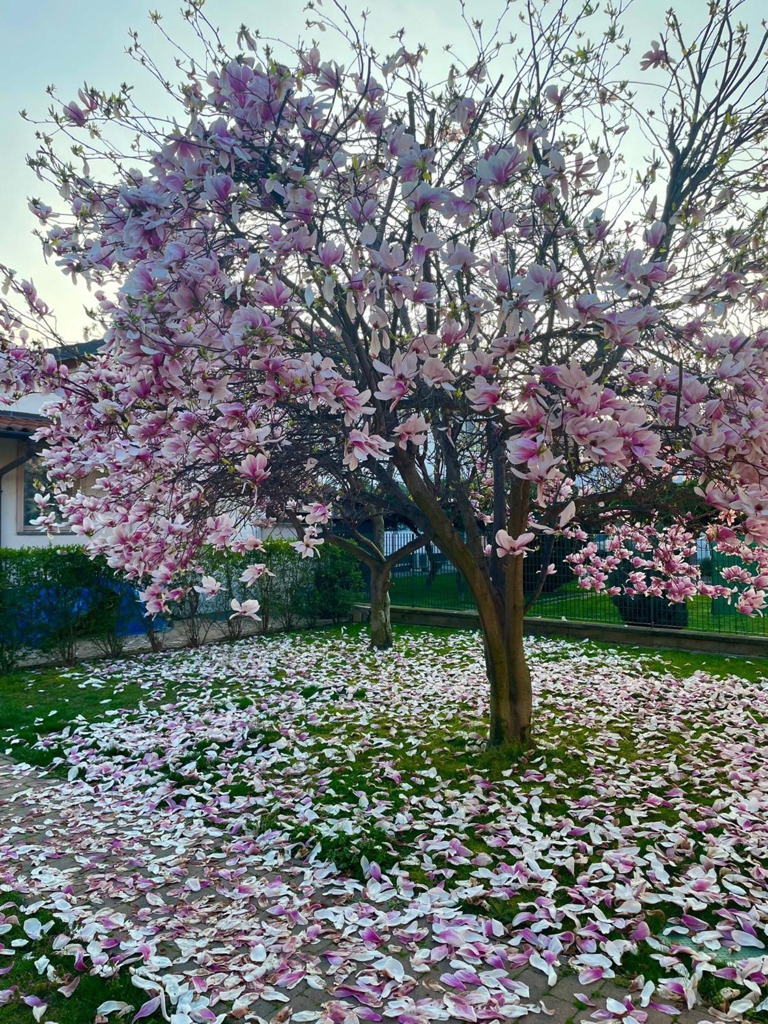 Serenity Garden Stupinigi Luaran gambar